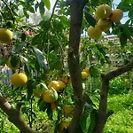 Wawa Gran Canaria Prázdninový dům San Roque (Gran Canaria)